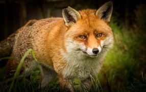 A large predatory fox sneaks through the green grass.