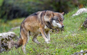 A large stern gray wolf walks through the grass