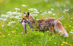 Big fox with fish in teeth in the grass