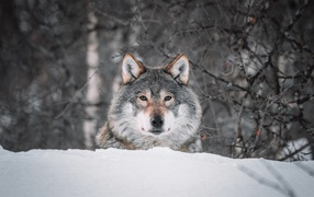 Big gray wolf sitting in the snow