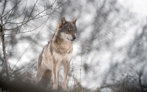 Большой серый волк стоит в холодной лесу