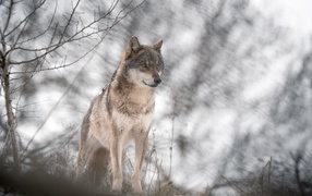 Big gray wolf stands in a cold forest