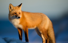 Big red fox in the sun