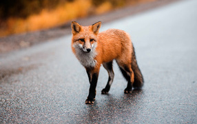 Big red fox walks on wet asphalt
