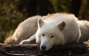 Big white wolf lies on the ground in the forest