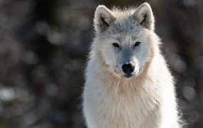 Big white wolf with a smart look