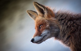 Close-up of a sly red fox muzzle