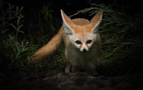 Fennec fox in green grass