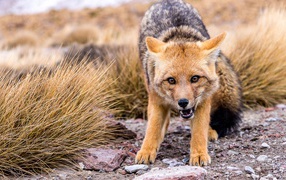 Ferocious wild coyote