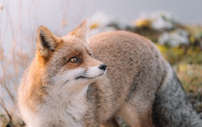 Fluffy red fox with a beautiful tail