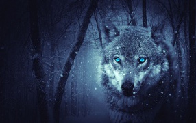 Gray wolf with blue eyes in a cold winter forest