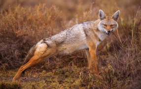 Large coyote nibbles dry grass