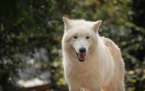 Large white wolf with tongue sticking out