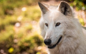 Muzzle of a beautiful white wolf close up