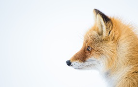 Muzzle of a red fox on a white background