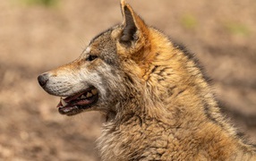 Predatory wolf with open mouth