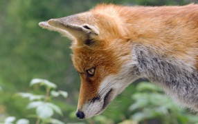 Red fox looking down
