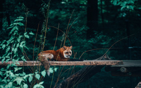 Red wolf lies on a blackboard at the zoo