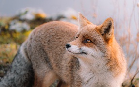 Sly fluffy red fox