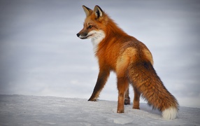 Sly red fox in the snow