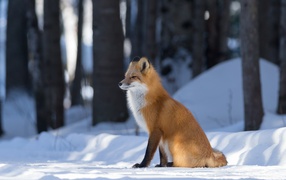 Sly red fox sits in the snow in the forest