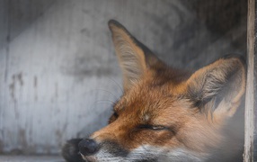 The fox sleeps by the window