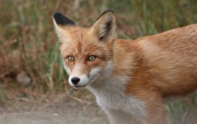 The sly look of a large red fox with a black nose