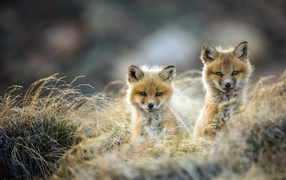 Two little wild foxes sit in the grass