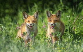 Two young foxes in green grass