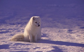 White Arctic fox sits in the cold snow
