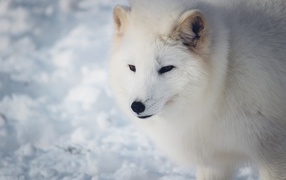 White fluffy arctic fox in the snow