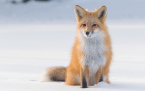 Wise red fox sits in the cold snow