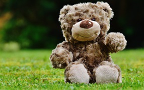 Игрушечный медвежонок сидит на зеленой траве