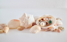 Rings and seashells on white background