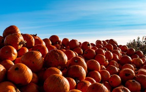 A lot of ripe orange pumpkin on the field against the blue sky