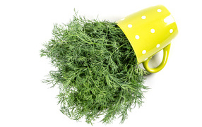 Bunch of green dill in a cup on a white background