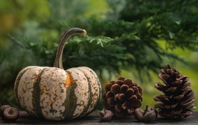 Large pumpkin with cones on the table