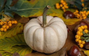 Large white pumpkin on the table with chestnuts and rowan