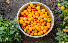 Many yellow tomatoes in a basin in the garden