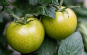 Two green tomatoes in the garden