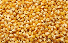 Yellow corn grains close up