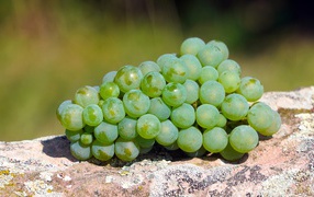 Гроздь зеленого винограда лежит на камне