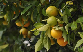 Большие апельсины созревают на ветках 