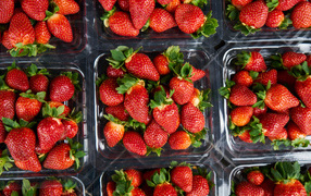 Много контейнеров со спелой сочной красной клубникой 