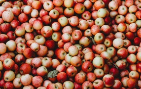 Много спелых красных яблок крупным планом 