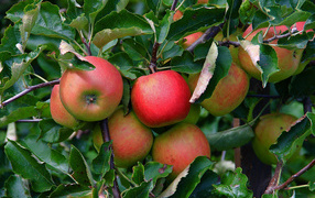 Много спелых сладких яблок на ветке в листьях 