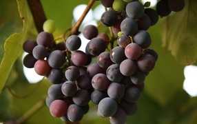 Розовый виноград Лидия на лозе 