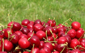 Красные черешни на фоне зеленой травы 