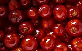 Спелые сочные ягоды красной смородины