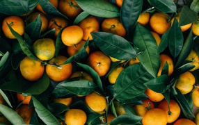 Спелые оранжевые плоды мандарина с зелеными листьями